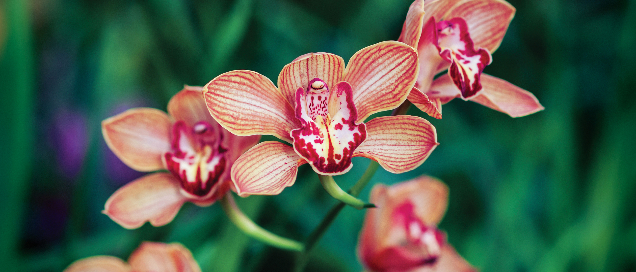 Orchids in Bloom Display 